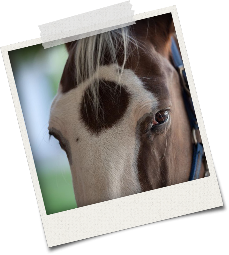 Sandra Schneiders Akademie für ganzheitliches Pferdetraining